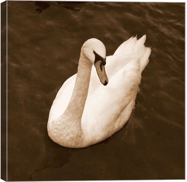 Windermere Swan Canvas Print by Chele Willow