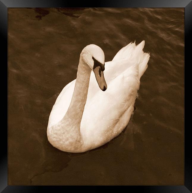 Windermere Swan Framed Print by Chele Willow
