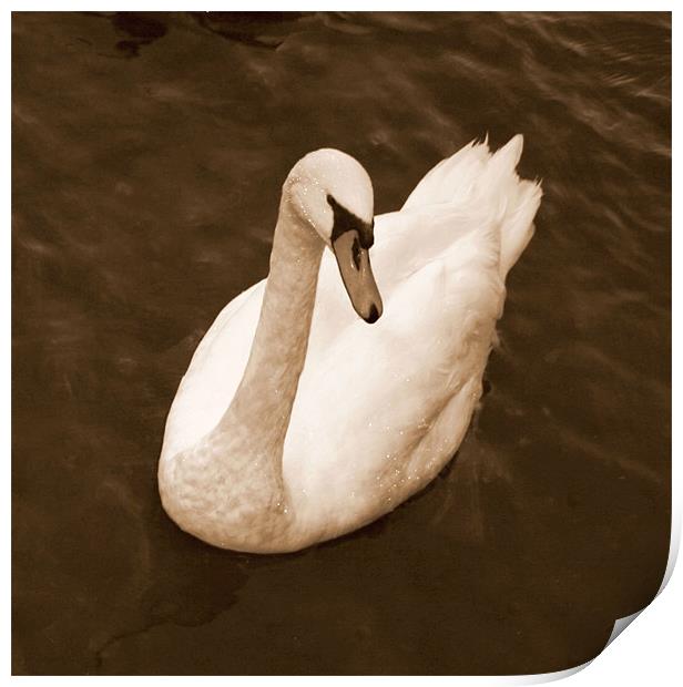 Windermere Swan Print by Chele Willow