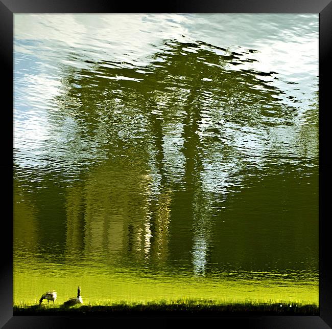 Geese at Stowe Framed Print by Tracey Selby