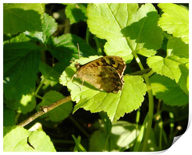 Brown Butterfly on Leaf Print by Sandra Beale