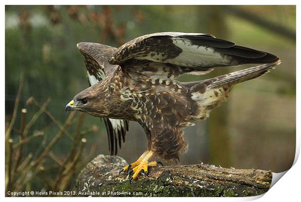 Buzzard (Buteo buteo) Print by Dave Burden