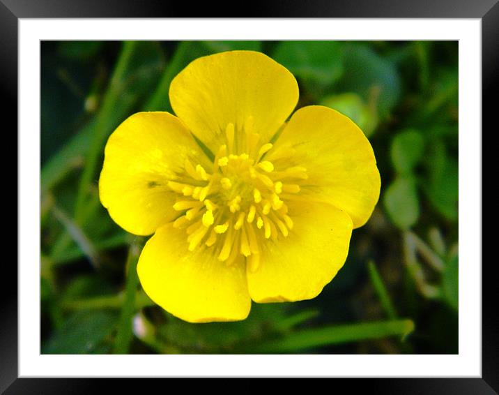 Lustrous Buttercup in the sunshine Framed Mounted Print by Sandra Beale