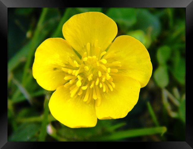 Lustrous Buttercup in the sunshine Framed Print by Sandra Beale