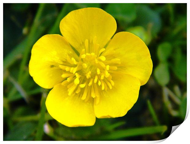 Lustrous Buttercup in the sunshine Print by Sandra Beale