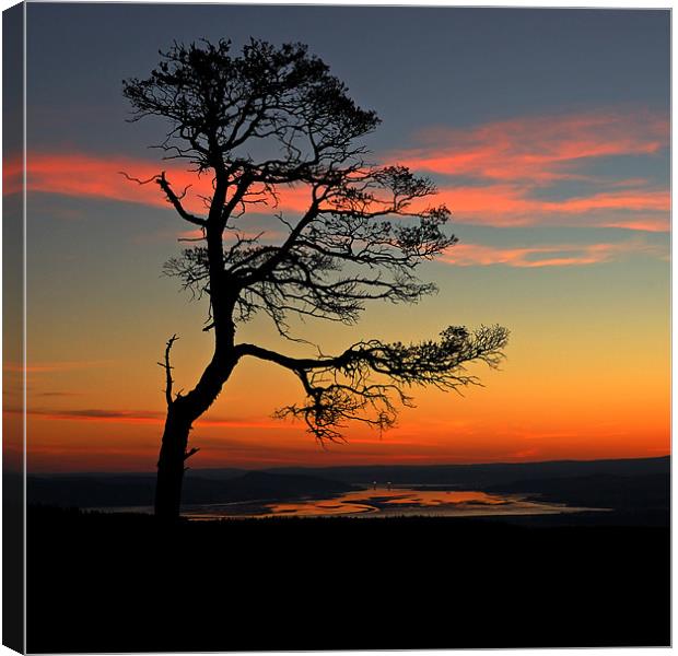 Sunrise silhouette Canvas Print by Macrae Images