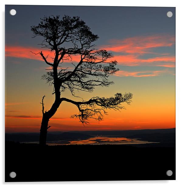 Sunrise silhouette Acrylic by Macrae Images