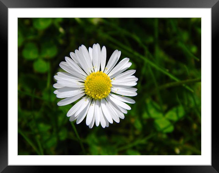 Daisy Head with Pollen Framed Mounted Print by Sandra Beale