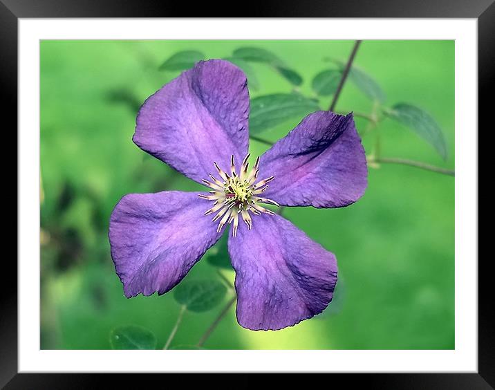 Purple Beauty Framed Mounted Print by Chele Willow