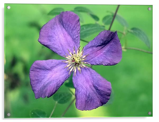 Purple Beauty Acrylic by Chele Willow