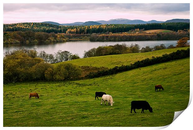Rural Tranquillity Scotland Print by Jacqi Elmslie