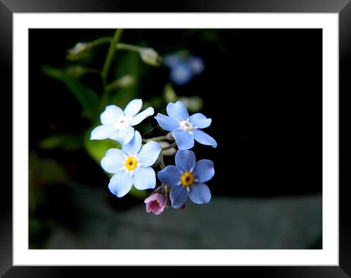 Forget me not Flower Framed Mounted Print by Sandra Beale