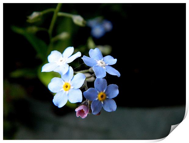 Forget me not Flower Print by Sandra Beale