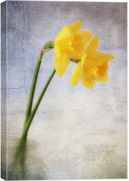 Daffodils Canvas Print by Dawn Cox