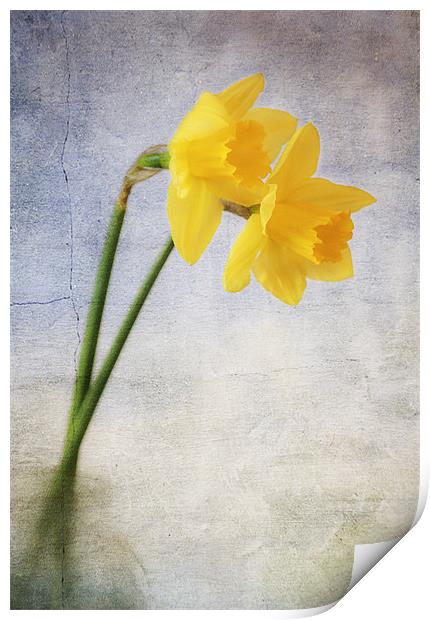 Daffodils Print by Dawn Cox