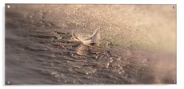 Feather Acrylic by barbara walsh