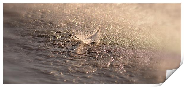 Feather Print by barbara walsh
