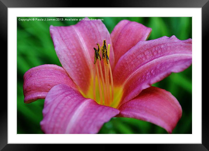 Pink Lily Framed Mounted Print by Paula J James