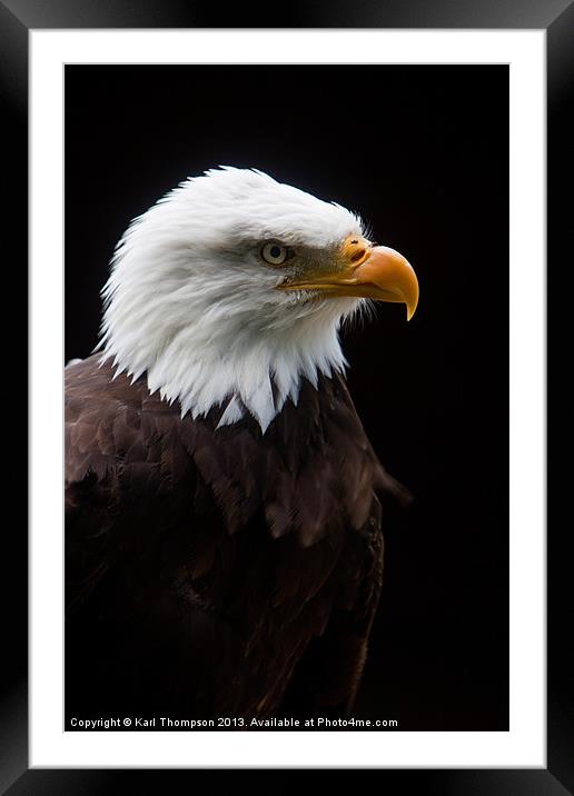 Majestic American Bald Eagle Framed Mounted Print by Karl Thompson