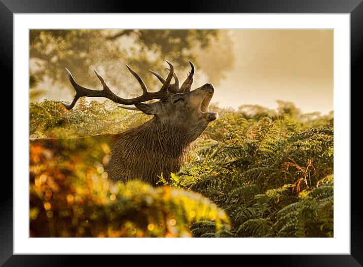 Calling Stag Framed Mounted Print by Val Saxby LRPS