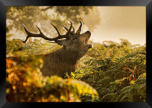 Calling Stag Framed Print by Val Saxby LRPS
