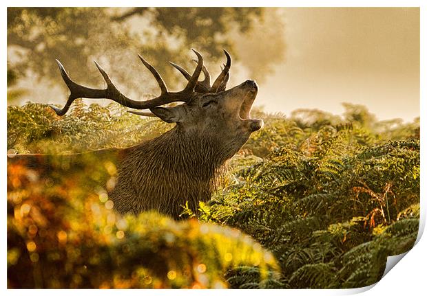 Calling Stag Print by Val Saxby LRPS