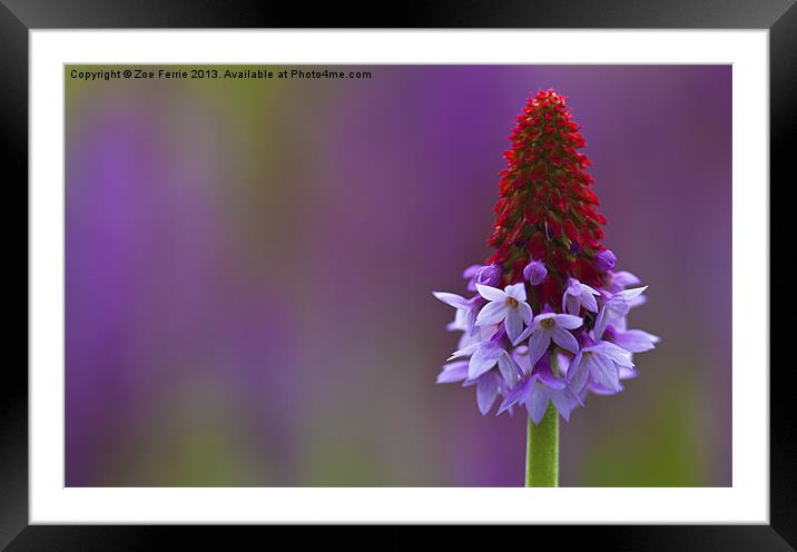 Primula Vialii (Chinese Pagoda Primrose) Framed Mounted Print by Zoe Ferrie