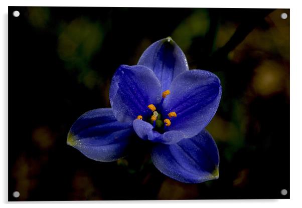 Blue Star Acrylic by Graham Palmer