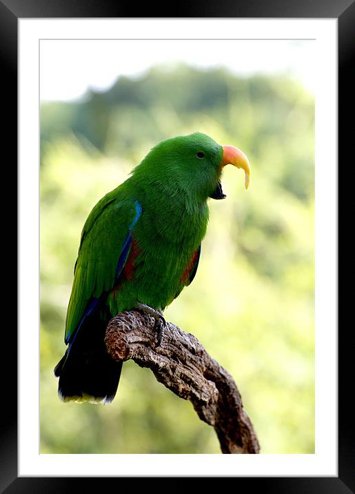 Eclectus Shouting The Odds Framed Mounted Print by Graham Palmer