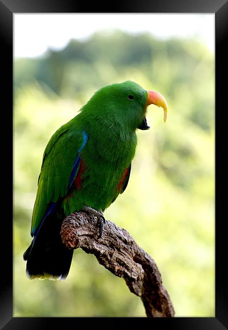 Eclectus Shouting The Odds Framed Print by Graham Palmer