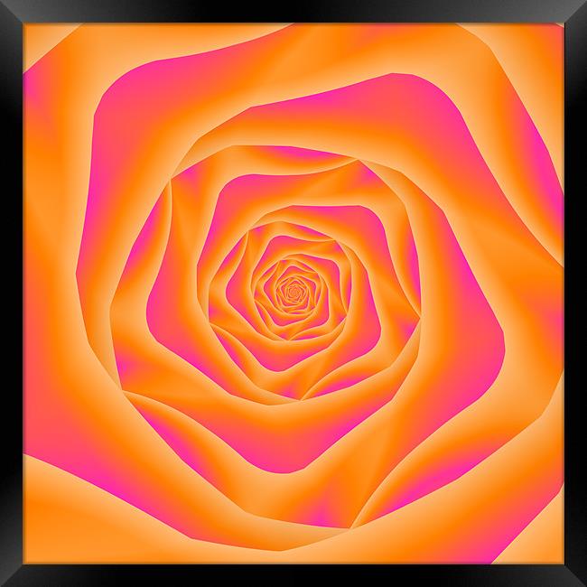 Orange and Pink Rose Spiral Framed Print by Colin Forrest