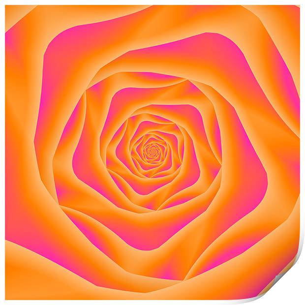 Orange and Pink Rose Spiral Print by Colin Forrest