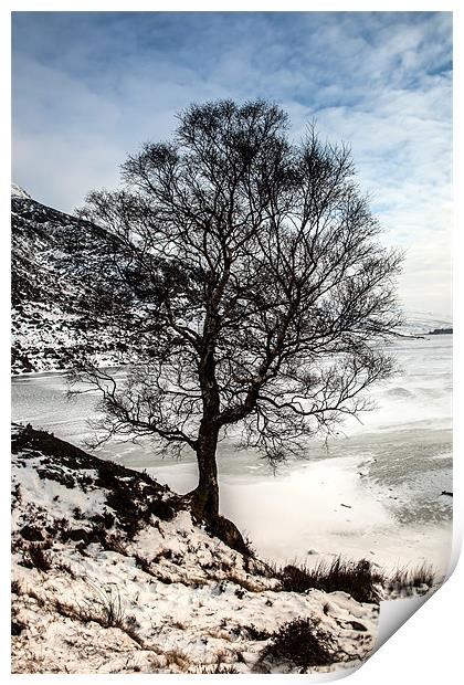 Winter tree Print by Gail Johnson