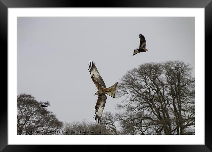 Spread Eagle Framed Mounted Print by Nigel Jones