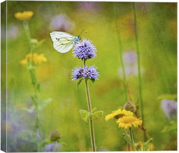 Perfect summer day Canvas Print by Dawn Cox