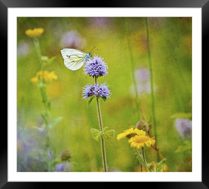 Perfect summer day Framed Mounted Print by Dawn Cox