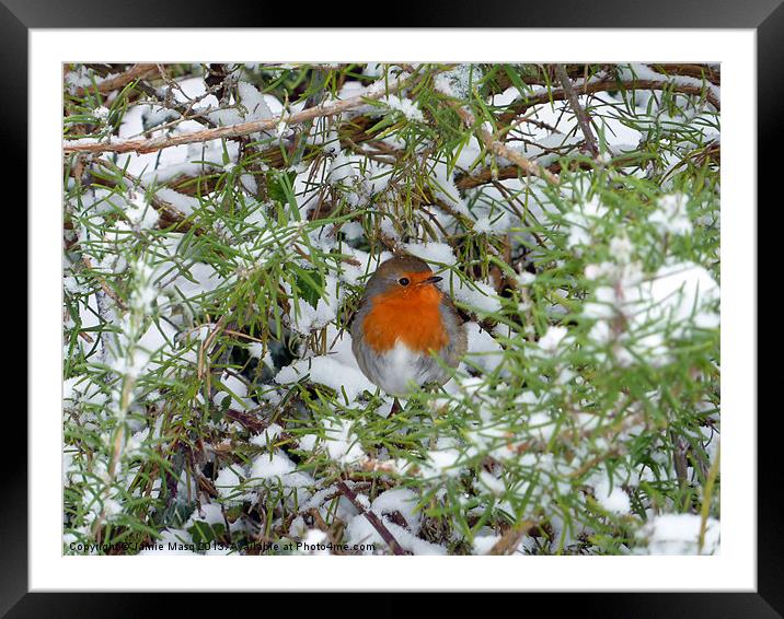 Feathering His Nest Framed Mounted Print by Anna Lewis