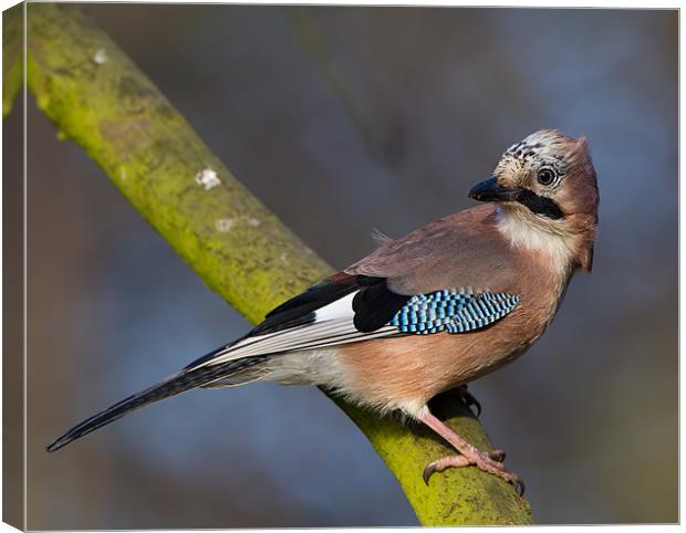 Jay Perched. Canvas Print by Don Davis