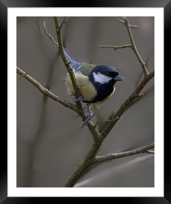 Great Tit Framed Mounted Print by Simon West
