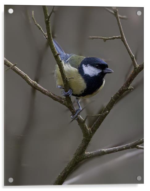 Great Tit Acrylic by Simon West