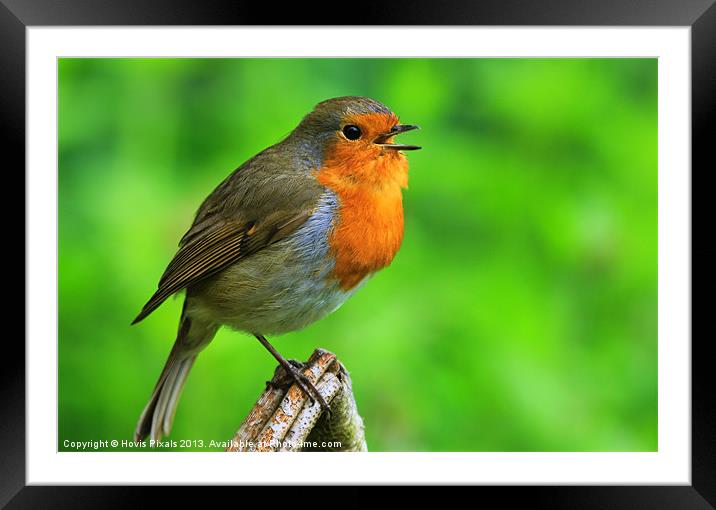 Singing Robin Framed Mounted Print by Dave Burden