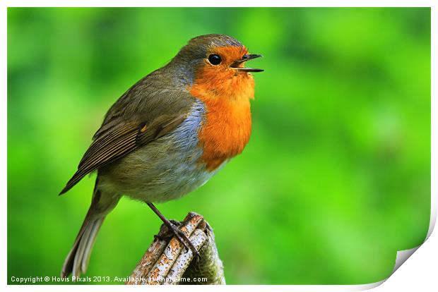 Singing Robin Print by Dave Burden