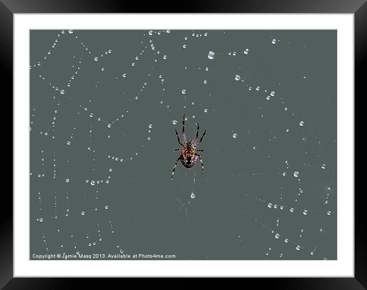 Spider Web Delight, Water Droplets Framed Mounted Print by Anna Lewis