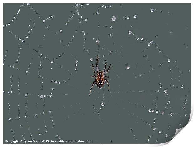 Spider Web Delight, Water Droplets Print by Anna Lewis