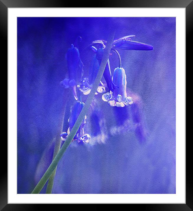 The Blues Framed Mounted Print by Dawn Cox