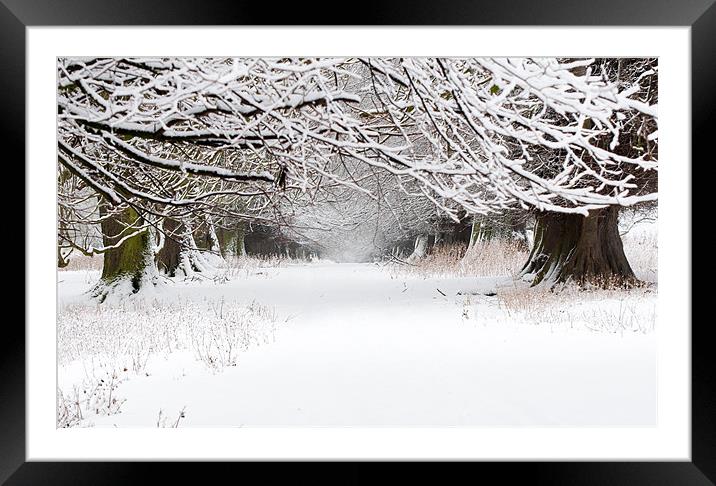 Snow Covered Trees Framed Mounted Print by Colin Tilley