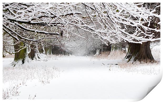 Snow Covered Trees Print by Colin Tilley