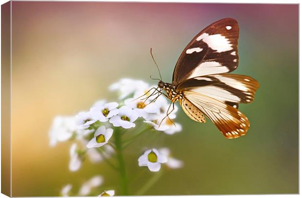 Golden butterfly Canvas Print by Lyn Evans