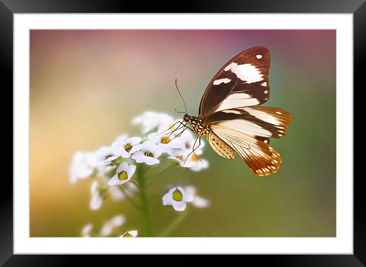 Golden butterfly Framed Mounted Print by Lyn Evans