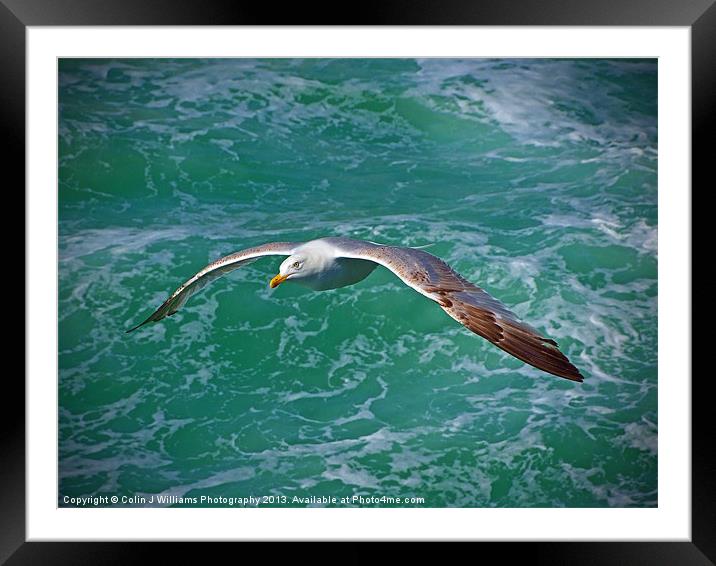 Seagull Brighton Framed Mounted Print by Colin Williams Photography
